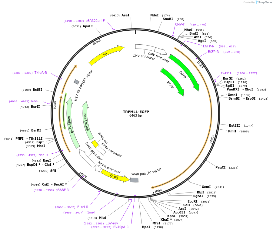 245039-plasmid-map-sequence-id-488274
