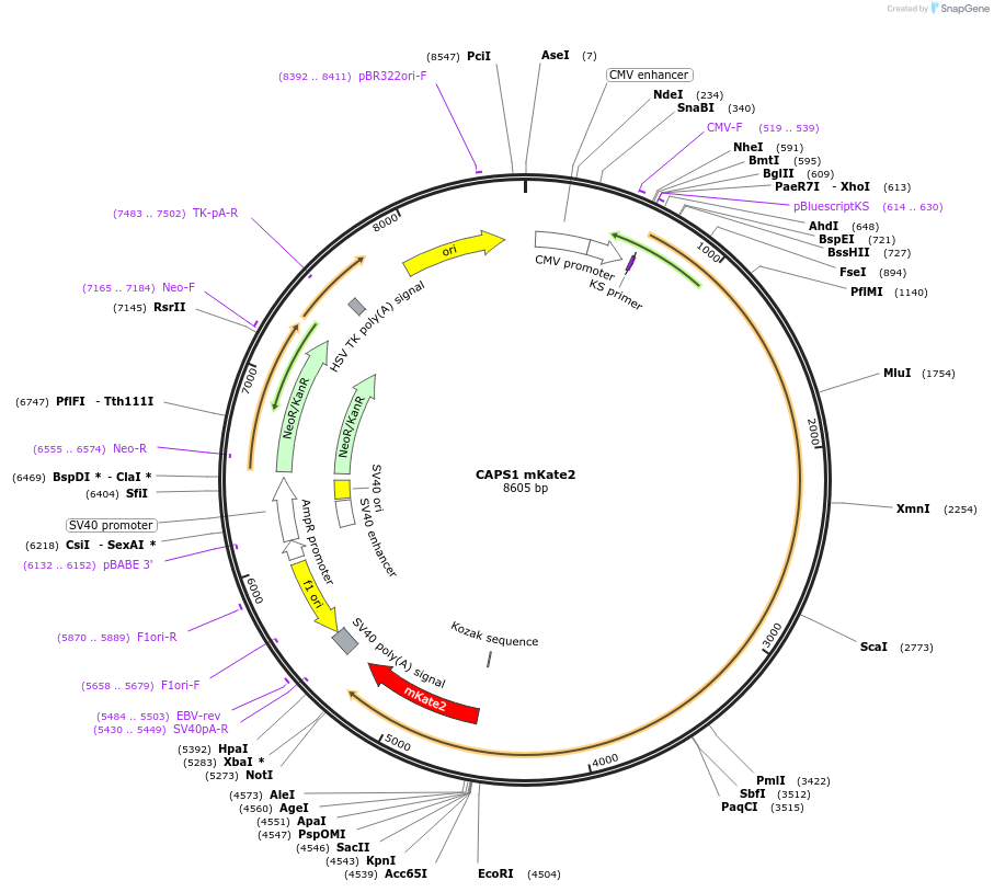 244991-plasmid-map-sequence-id-488284