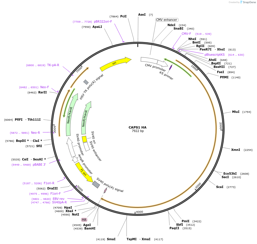 244988-plasmid-map-sequence-id-488285
