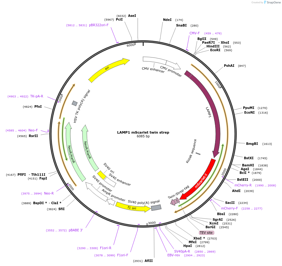 245042-plasmid-map-sequence-id-488287