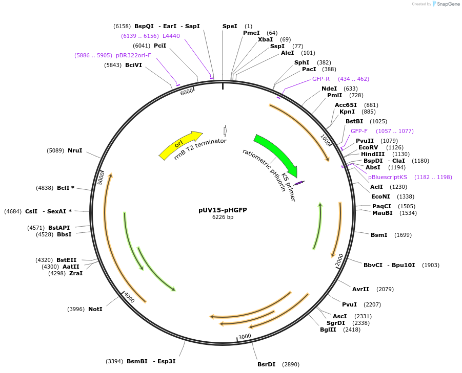 70045-plasmid-map-sequence-id-488289