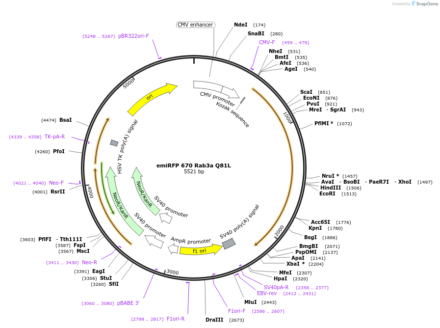 245018-plasmid-map-sequence-id-488291