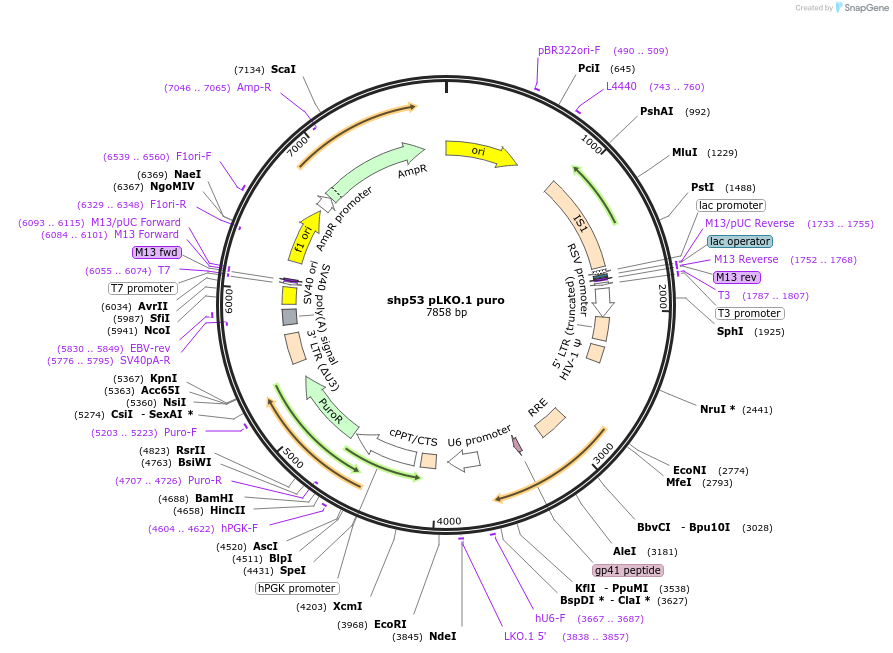 19119-plasmid-map-sequence-id-488309