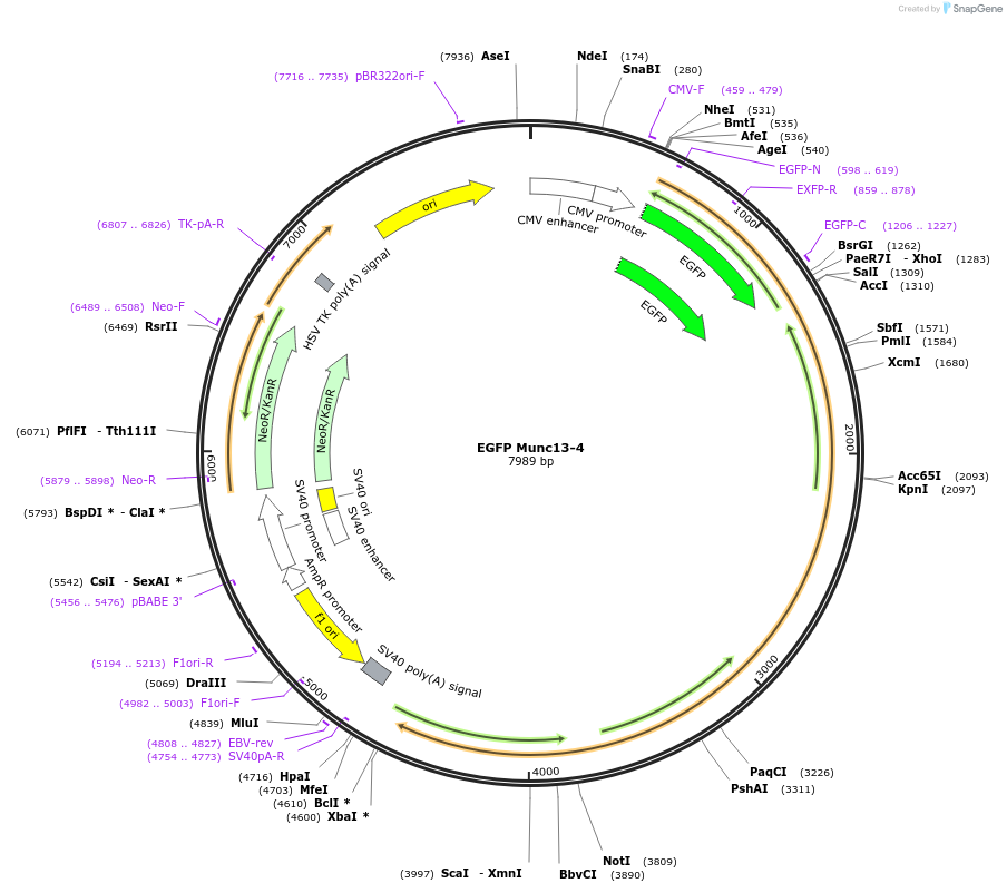 244996-plasmid-map-sequence-id-488315