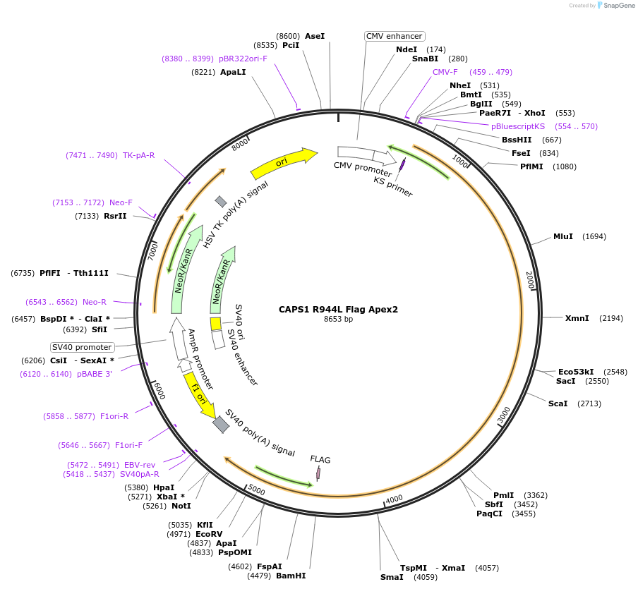 244992-plasmid-map-sequence-id-488321