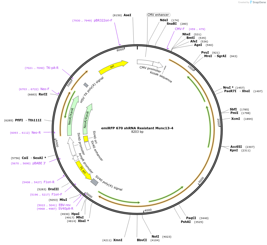244998-plasmid-map-sequence-id-488338