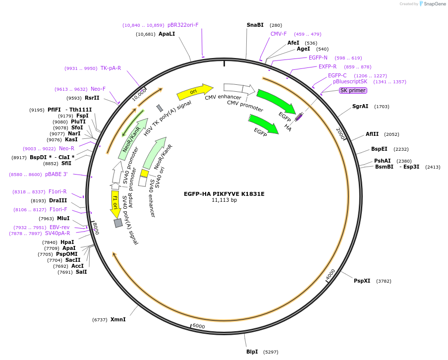 245055-plasmid-map-sequence-id-488342