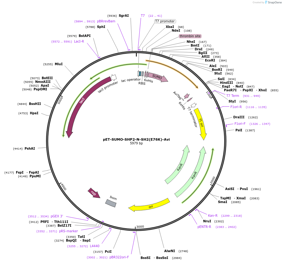 245187-plasmid-map-sequence-id-488355