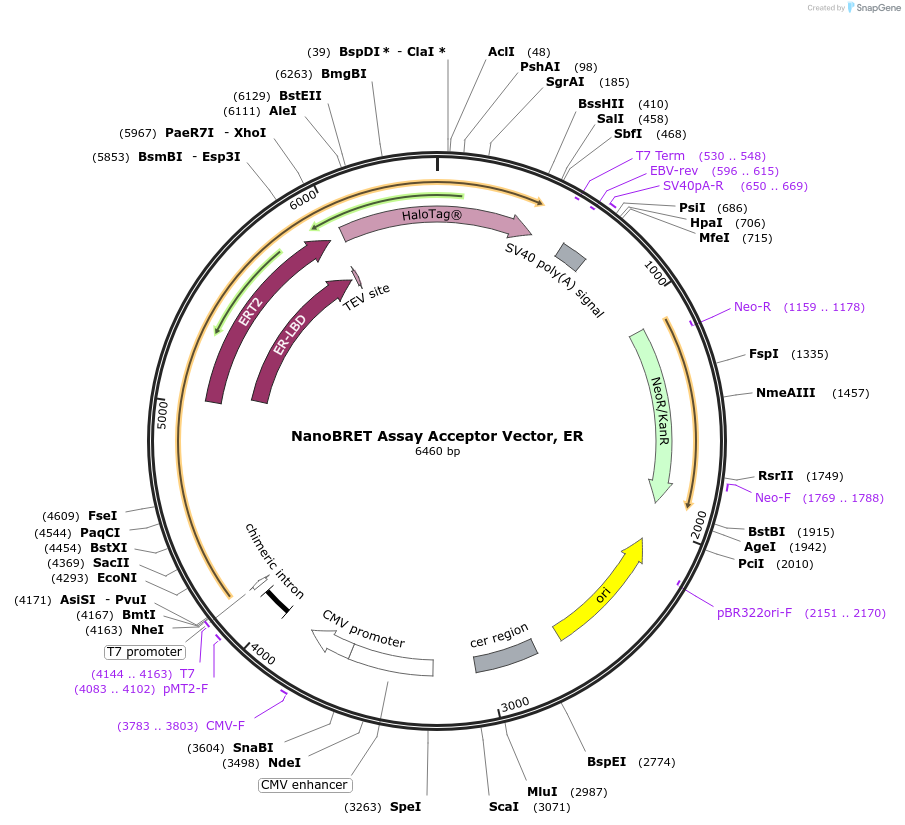 236932-plasmid-map-sequence-id-488390