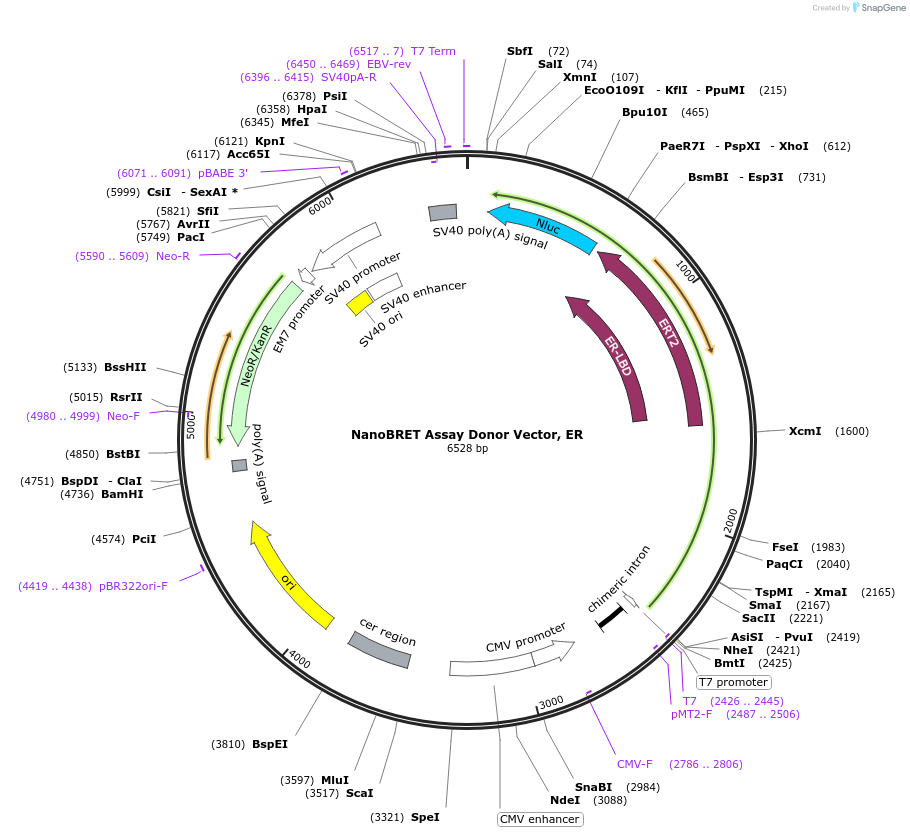 236931-plasmid-map-sequence-id-488398