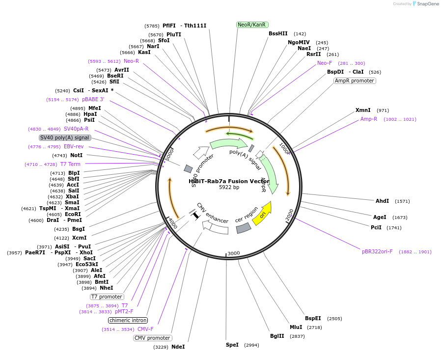 238603-plasmid-map-sequence-id-488399