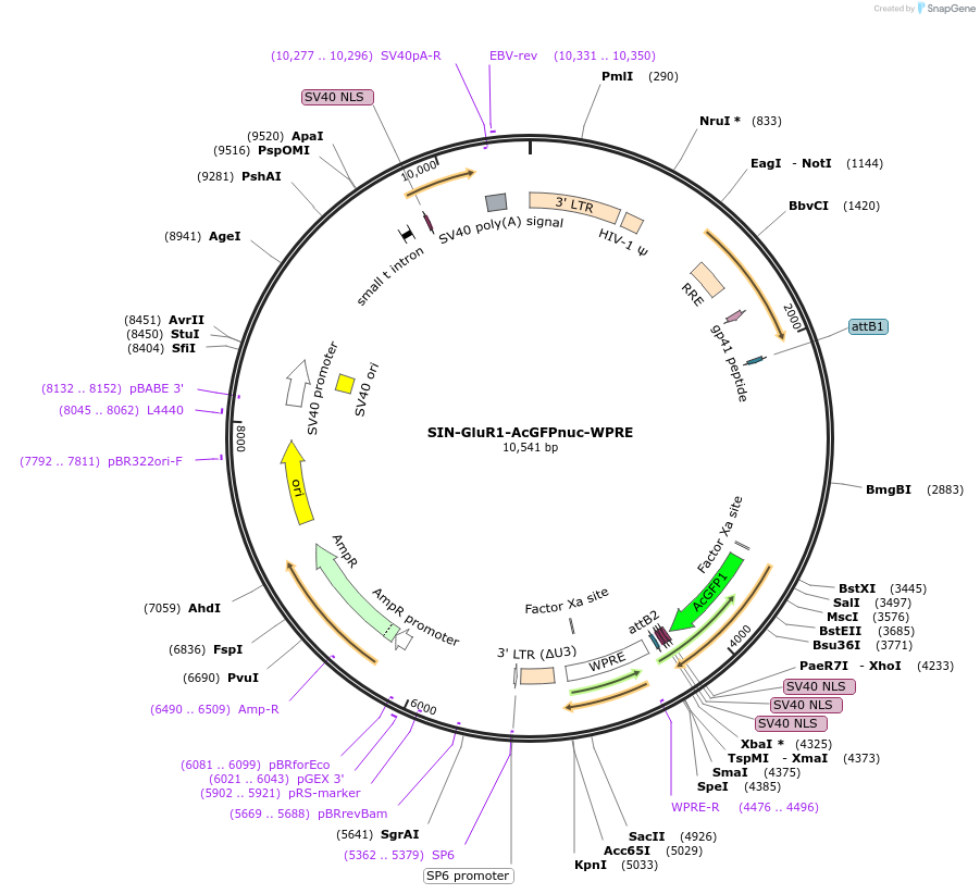 245092-plasmid-map-sequence-id-488449