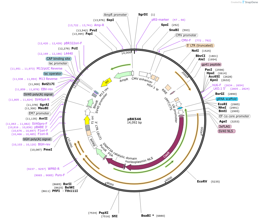 239839-plasmid-map-sequence-id-488452