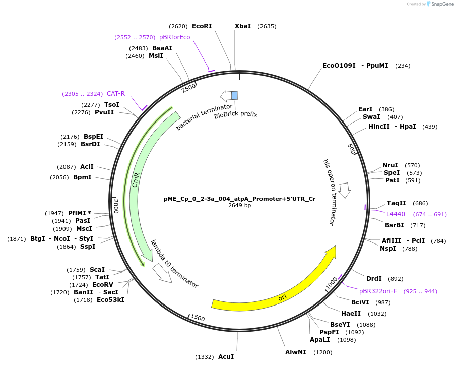 235876-plasmid-map-sequence-id-488453