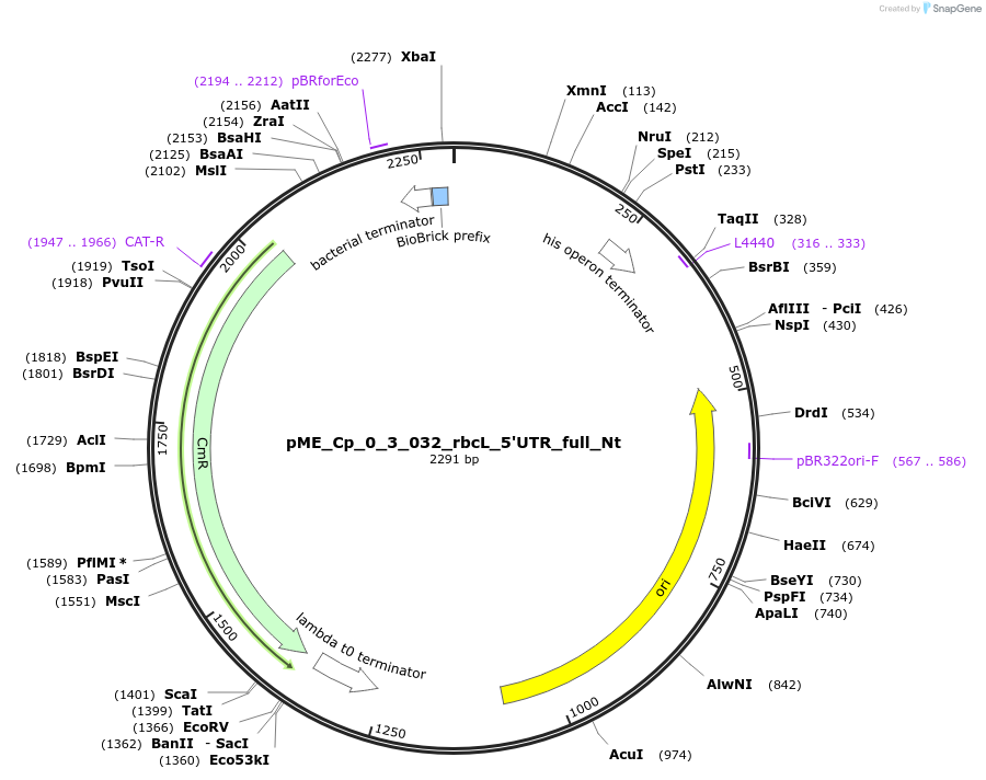 235851-plasmid-map-sequence-id-488454