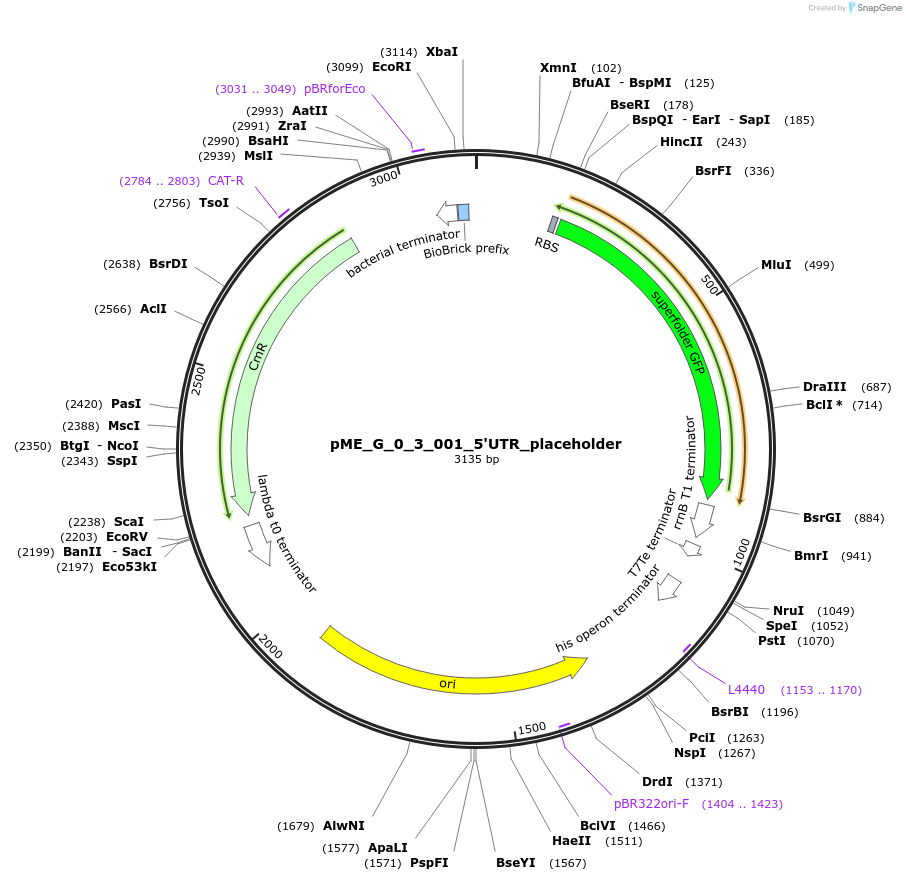 235830-plasmid-map-sequence-id-488456