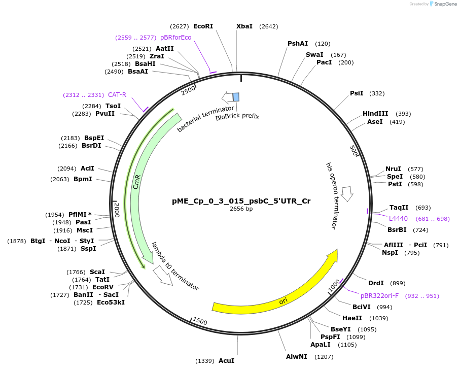 235842-plasmid-map-sequence-id-488458