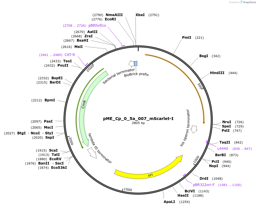 235889-plasmid-map-sequence-id-488459