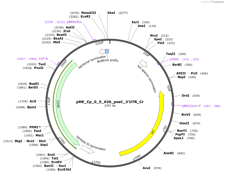 235917-plasmid-map-sequence-id-488461