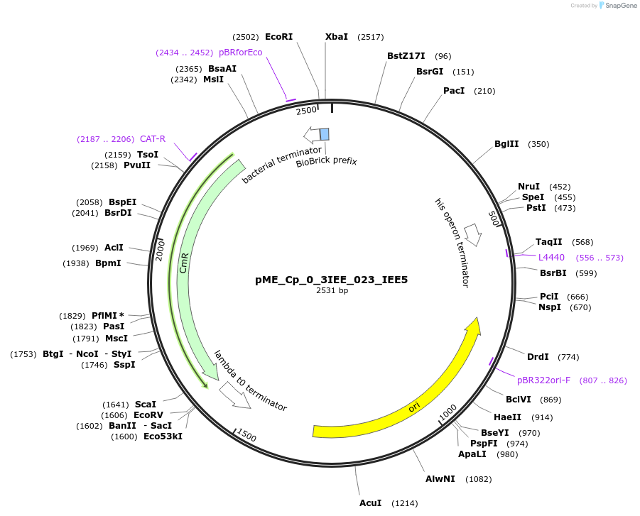 235869-plasmid-map-sequence-id-488463