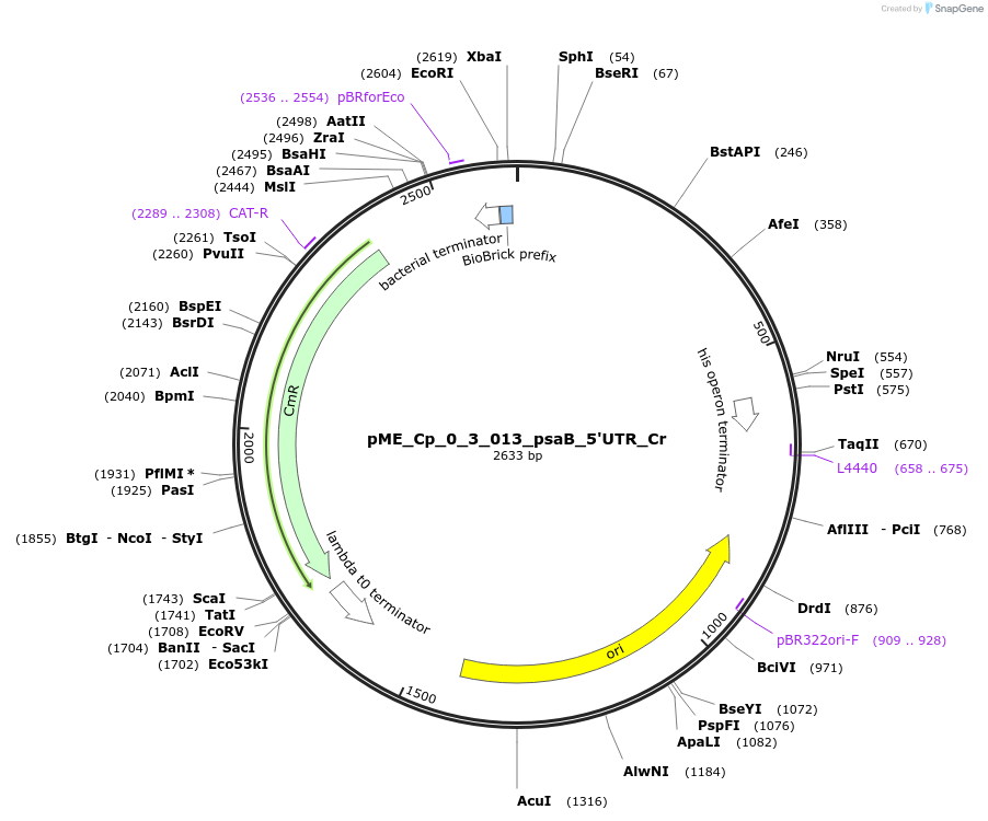 235840-plasmid-map-sequence-id-488464