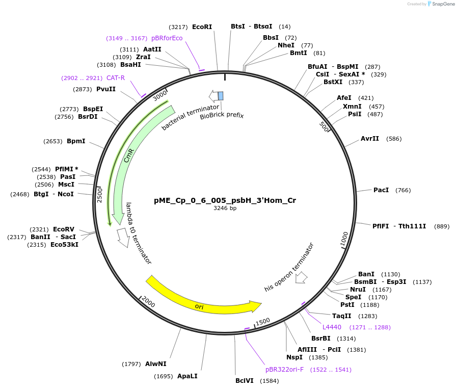 235939-plasmid-map-sequence-id-488466