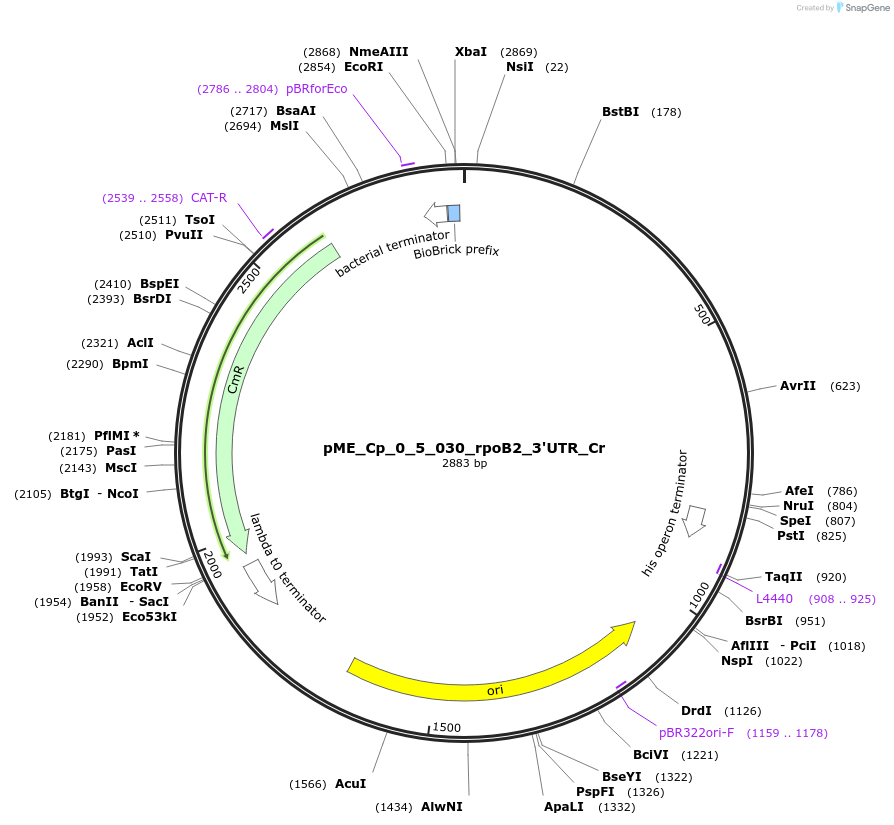 235921-plasmid-map-sequence-id-488468