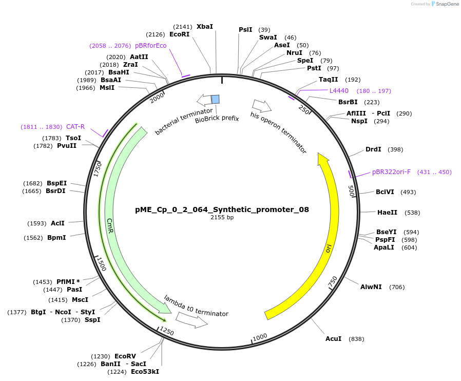 235817-plasmid-map-sequence-id-488469