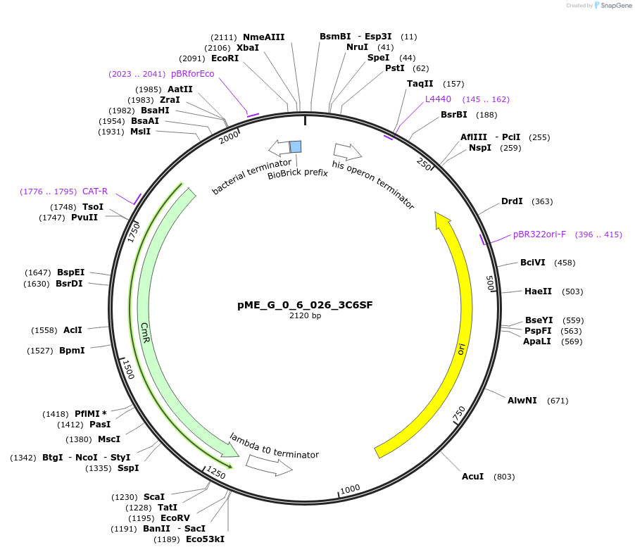235954-plasmid-map-sequence-id-488471