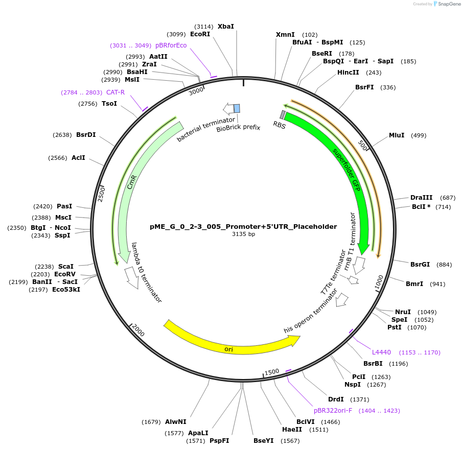 235870-plasmid-map-sequence-id-488472