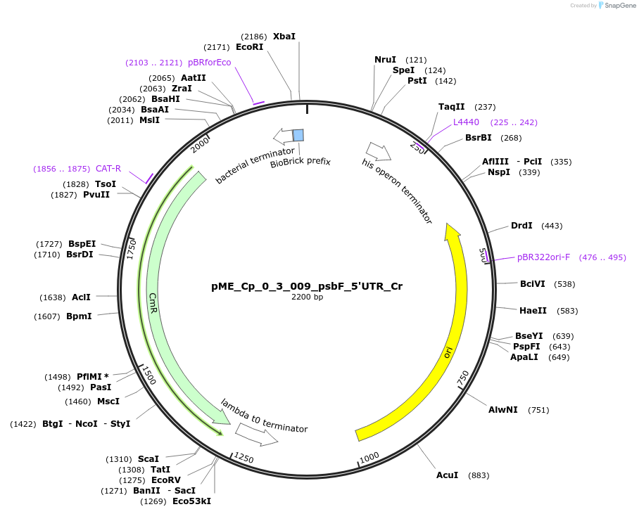 235837-plasmid-map-sequence-id-488475
