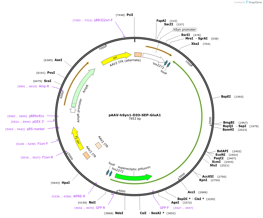 227235-plasmid-map-sequence-id-488477