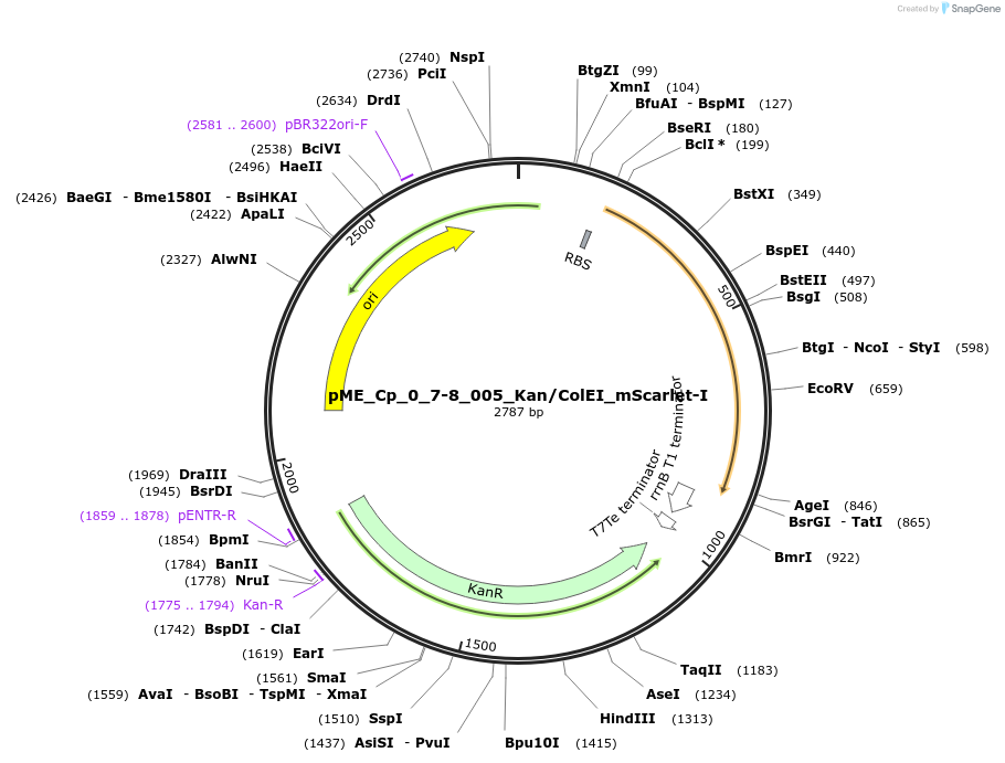 235971-plasmid-map-sequence-id-488478