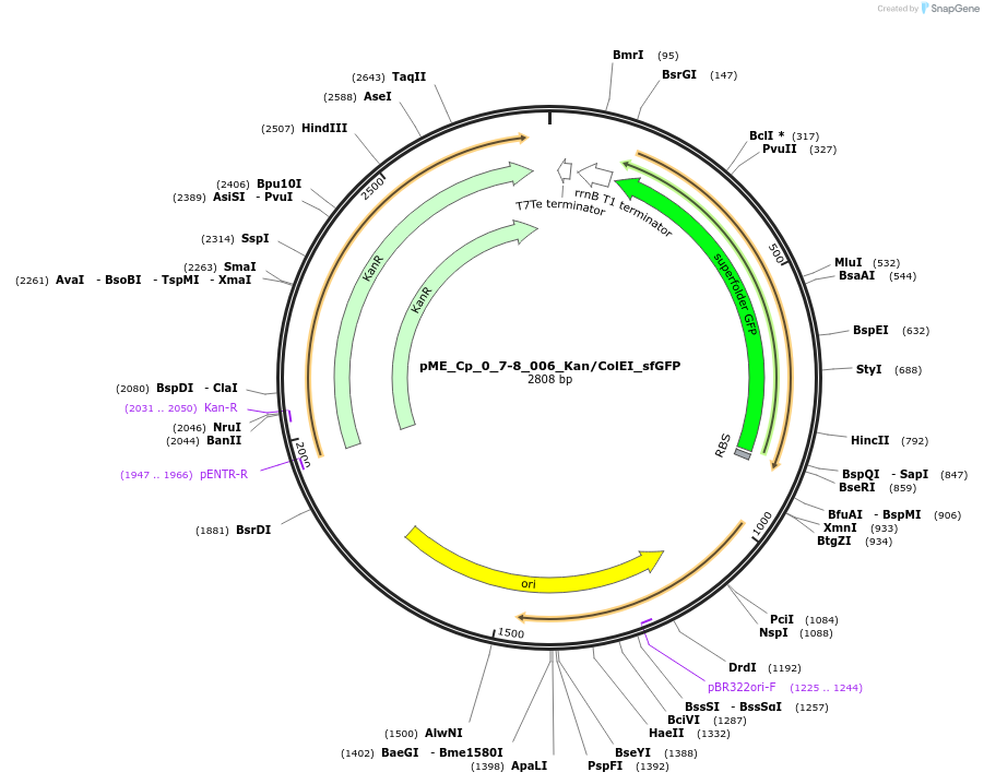 235972-plasmid-map-sequence-id-488480