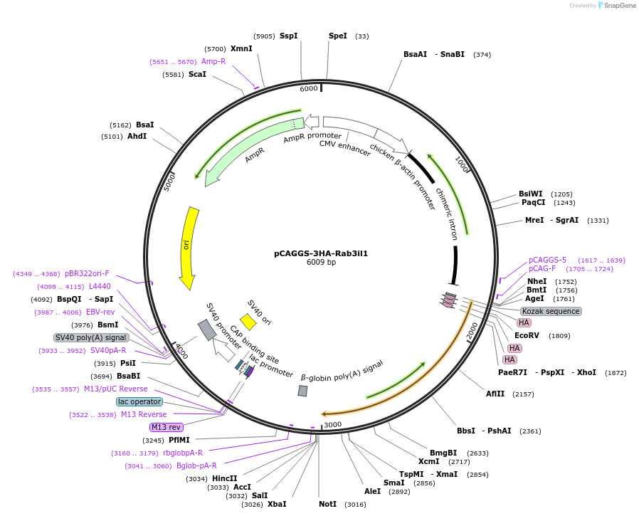 246267-plasmid-map-sequence-id-488622