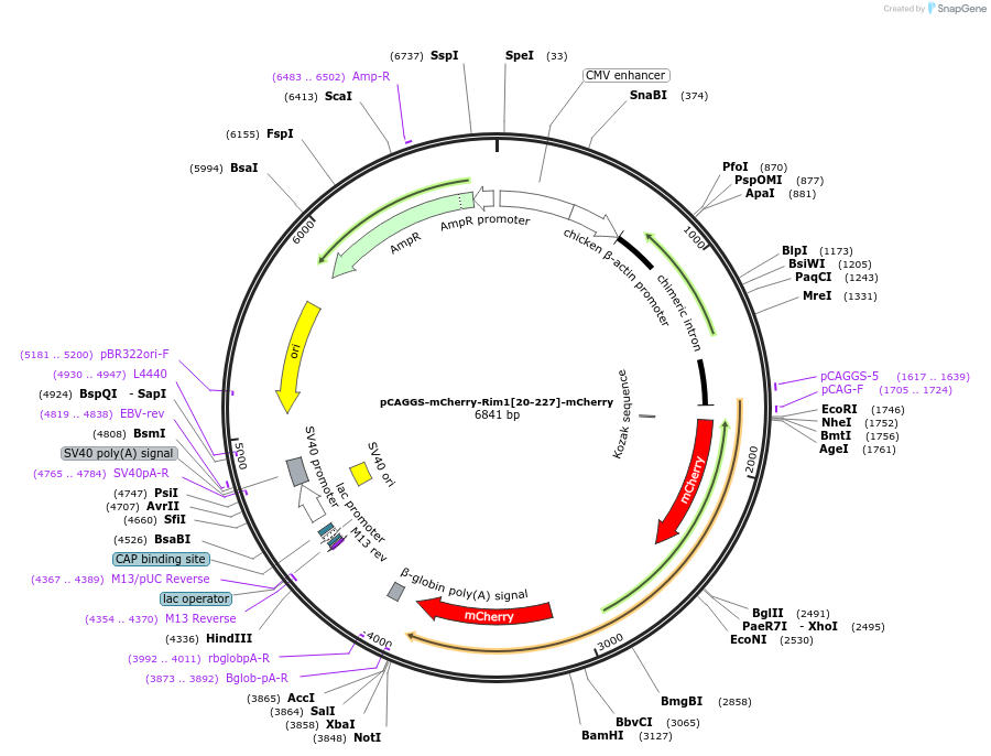 246282-plasmid-map-sequence-id-488632