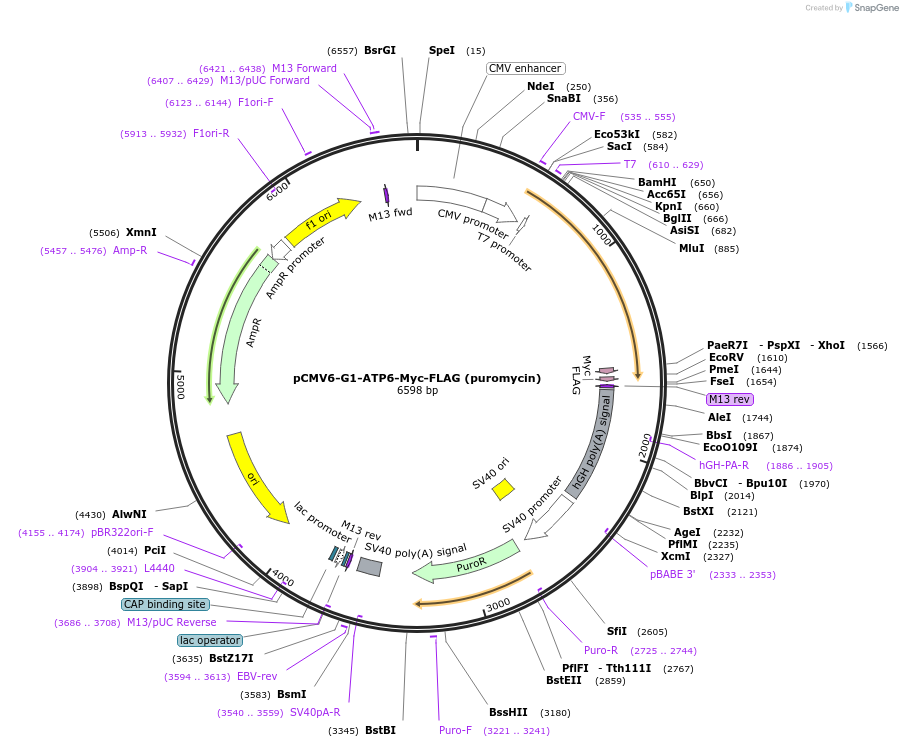 86851-plasmid-map-sequence-id-488638