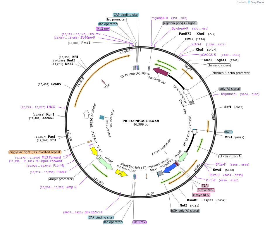 182310-plasmid-map-sequence-id-488651