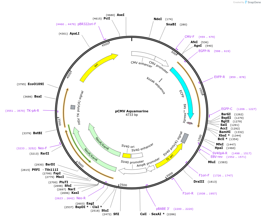 157777-plasmid-map-sequence-id-488661