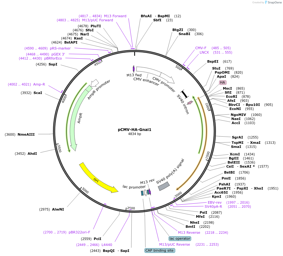 245996-plasmid-map-sequence-id-488672