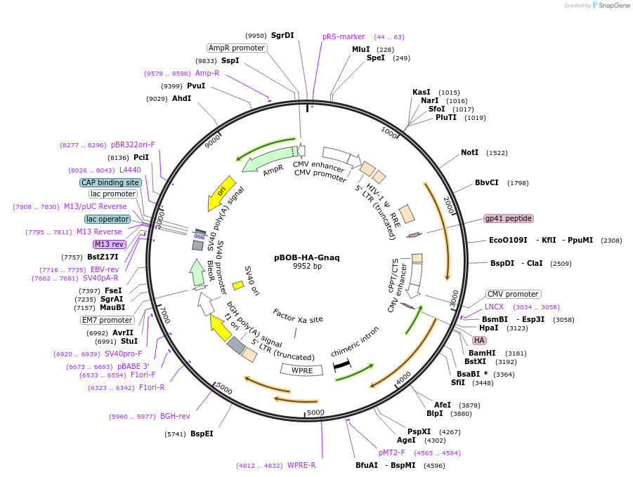 246001-plasmid-map-sequence-id-488698