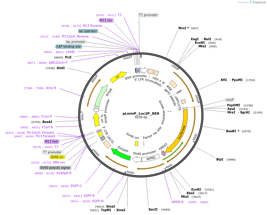 90342-plasmid-map-sequence-id-488700