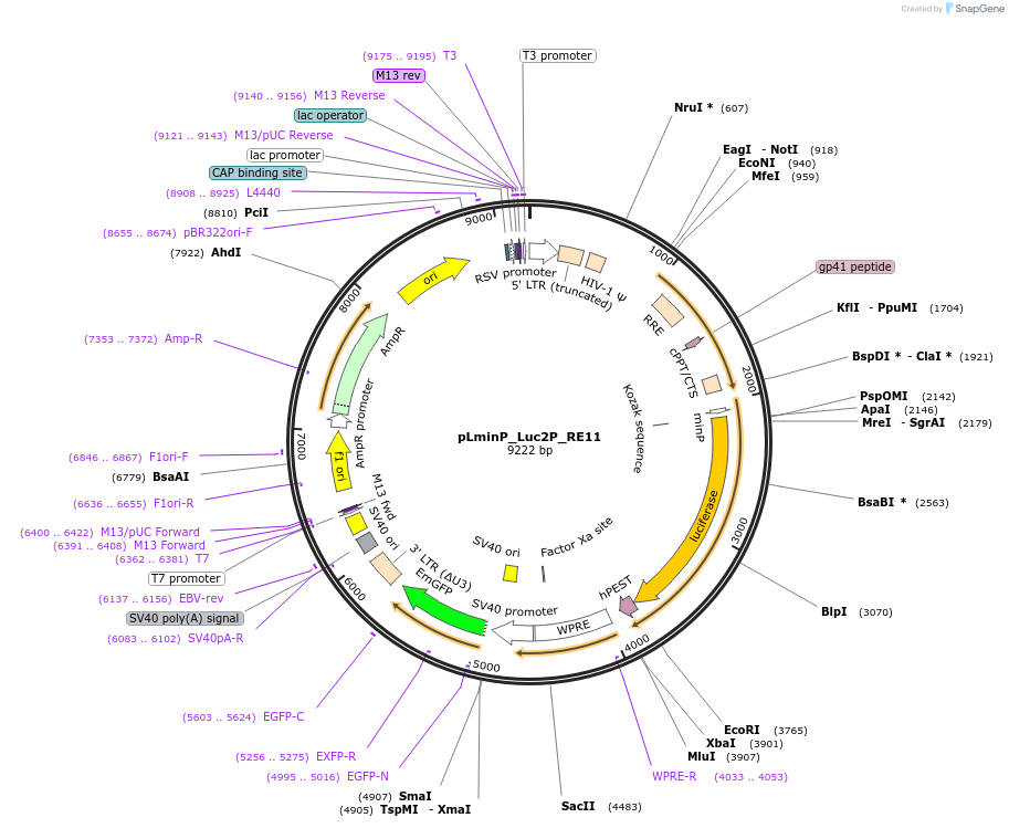 90345-plasmid-map-sequence-id-488704