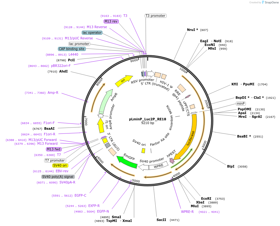90360-plasmid-map-sequence-id-488707