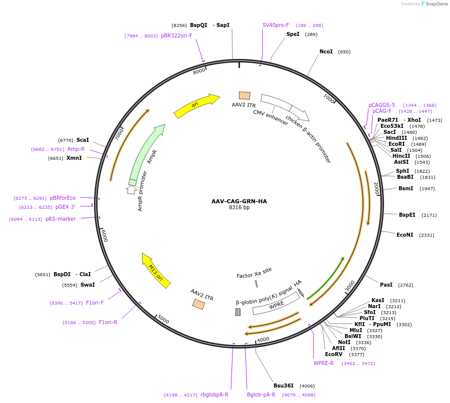 243760-plasmid-map-sequence-id-488713