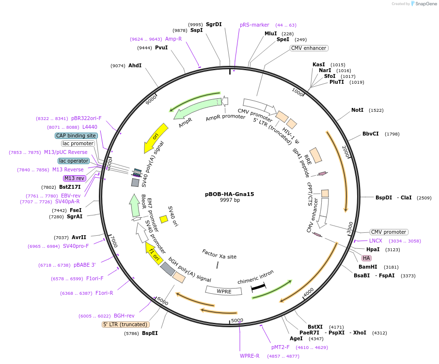 246003-plasmid-map-sequence-id-488720