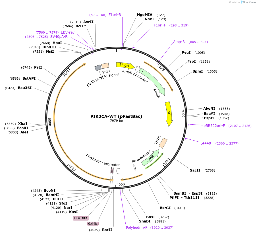 16644-plasmid-map-sequence-id-488721