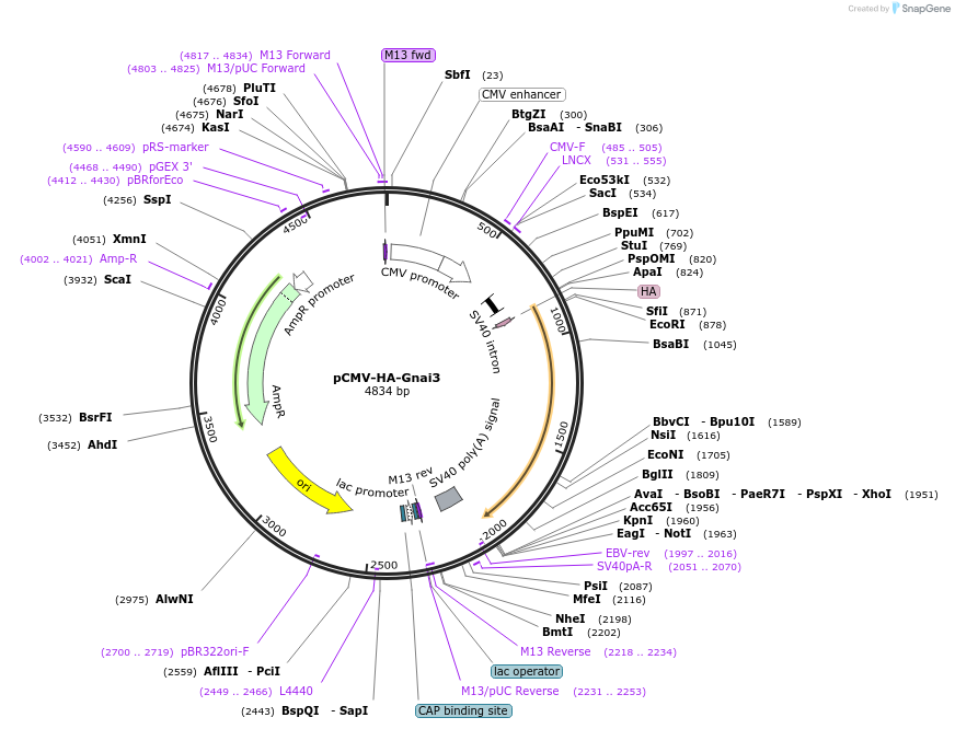 245997-plasmid-map-sequence-id-488726