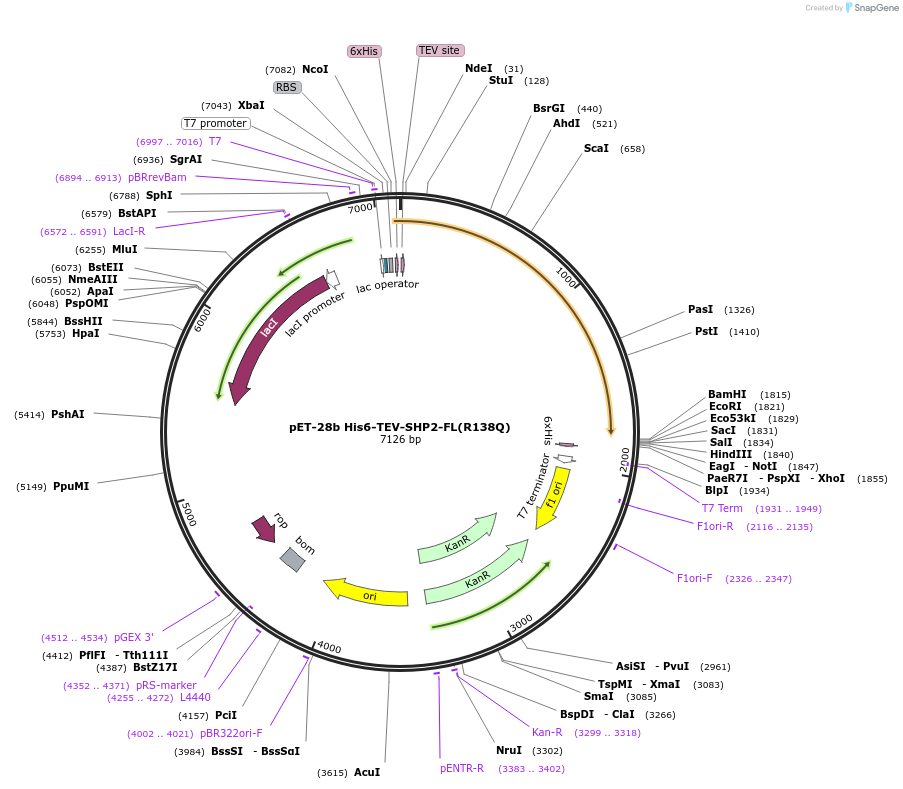 245206-plasmid-map-sequence-id-488748