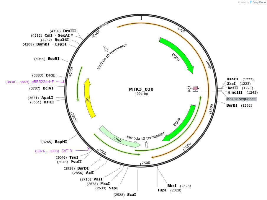 123744-plasmid-map-sequence-id-488751